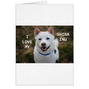 shiba-inu-cream love w pic