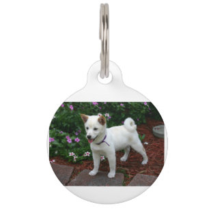 shiba-inu-cream pup pet tag
