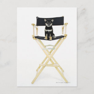 Shiba Inu dog on director's chair Postcard