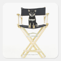 Shiba Inu dog on director's chair