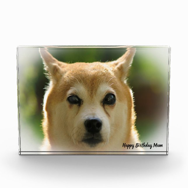 Shiba Inu Dog. Photo Block (Front)