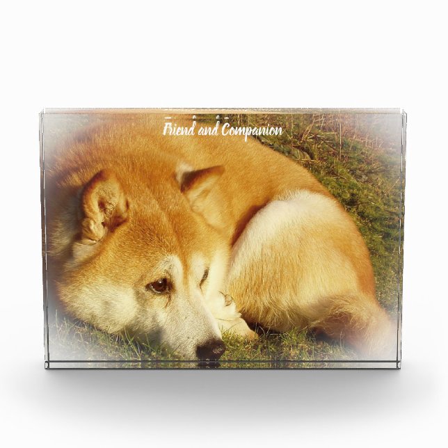 Shiba Inu Dog. Photo Block (Front)