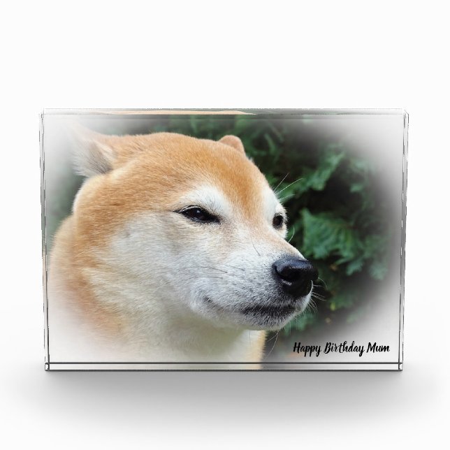 Shiba Inu Dog. Photo Block (Front)