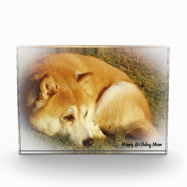 Shiba Inu Dog. Photo Block (Front)