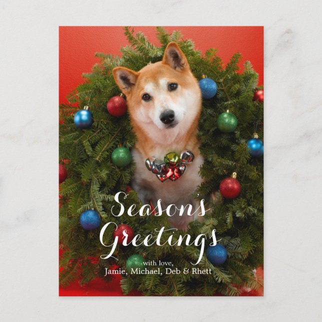 Shiba Inu dog Postcard (Front)
