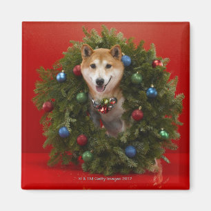 Shiba Inu dog sitting in Christmas wreath Magnet