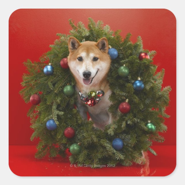 Shiba Inu dog sitting in Christmas wreath Square Sticker (Front)