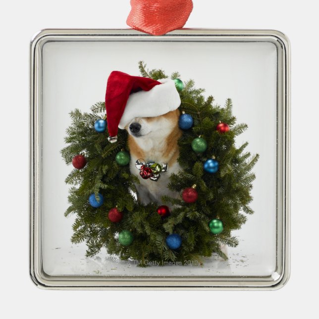 Shiba Inu dog wearing Santa hat sitting in Metal Tree Decoration (Front)