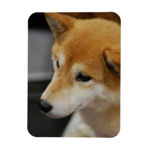 Shiba Inu Flexible Magnet