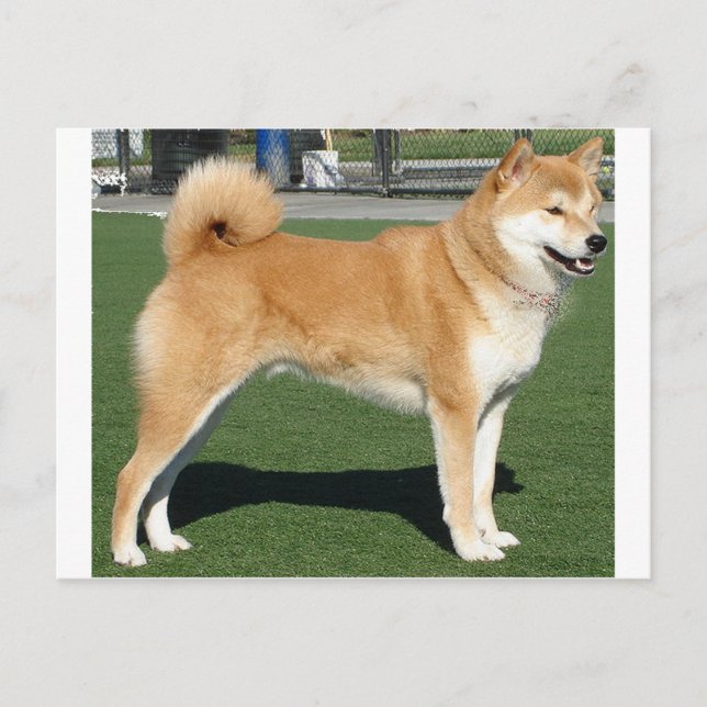 Shiba Inu full Postcard (Front)