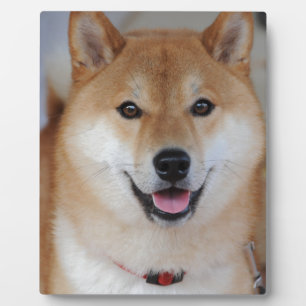 Shiba inu plaque