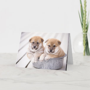 Shiba Inu puppies in aluminium tub Card