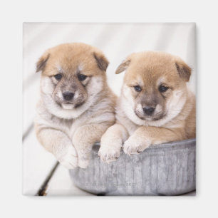 Shiba Inu puppies in aluminium tub Magnet