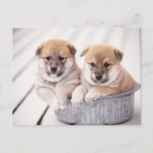 Shiba Inu puppies in aluminium tub Postcard (Front)