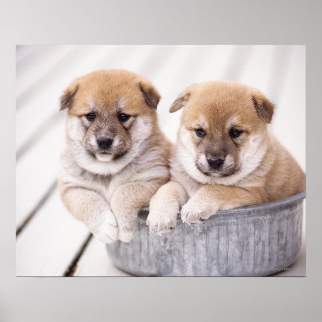 Shiba Inu puppies in aluminium tub Poster (Front)