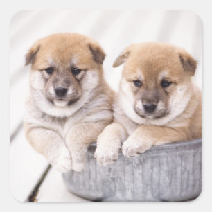 Shiba Inu puppies in aluminium tub Square Sticker