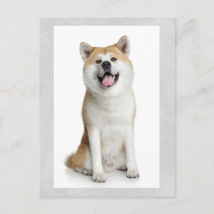 Shiba Inu Puppy Dog Greeting Post Card