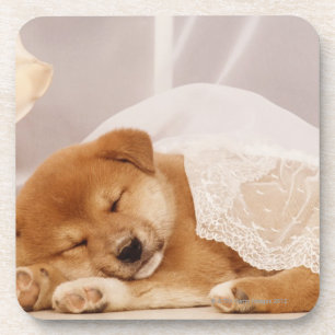Shiba Inu puppy sleeping under a net curtain Coaster
