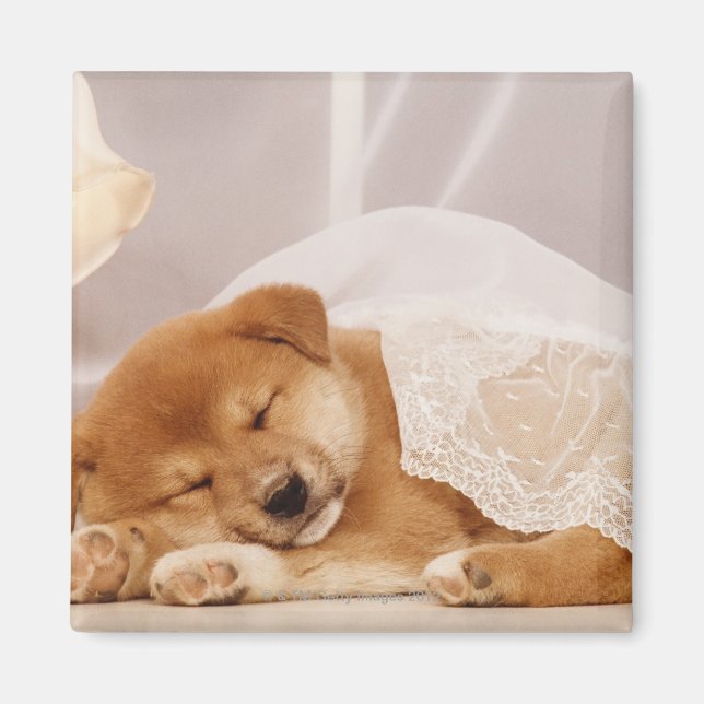 Shiba Inu puppy sleeping under a net curtain Magnet (Front)