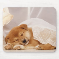 Shiba Inu puppy sleeping under a net curtain