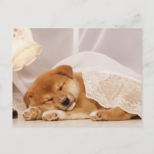 Shiba Inu puppy sleeping under a net curtain Postcard