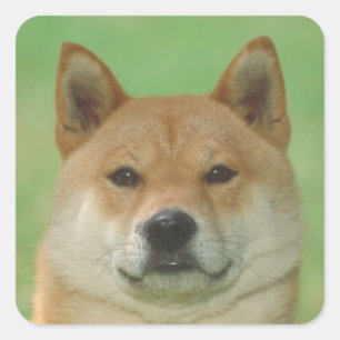 Shiba Inu Square Sticker