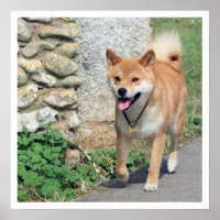 Shiba Inu Walking