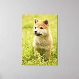 Shiba-ken puppy canvas print