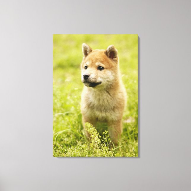 Shiba-ken puppy canvas print (Front)
