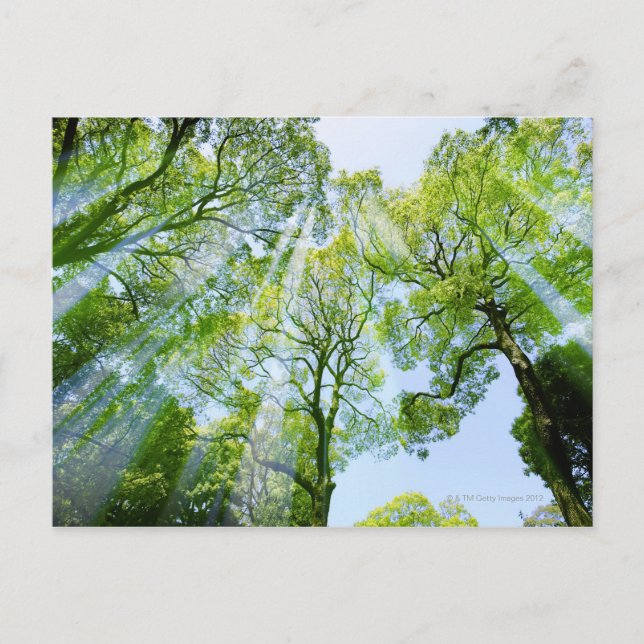 Shibuya-ku, Tokyo, Japan Postcard (Front)