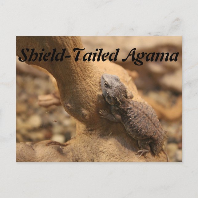 Shield-Tailed Agama Postcard (Front)