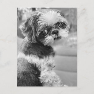 Shih Tau Girl Postcard