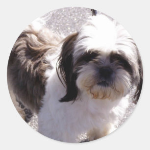 Shih Tsu Puppy Stickers