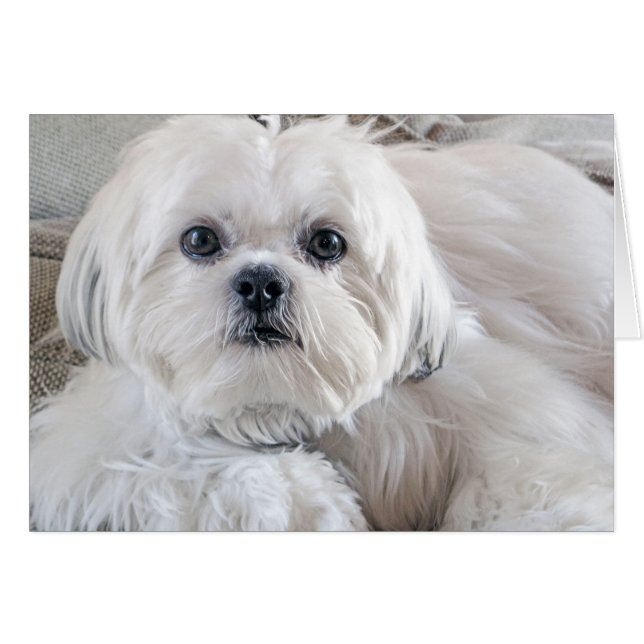 Shih Tzu (Front Horizontal)