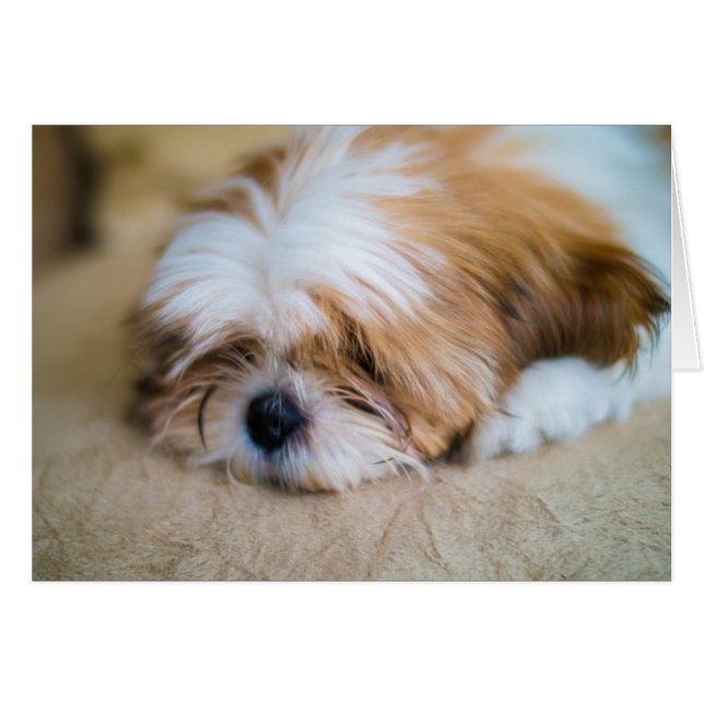 Shih Tzu (Front Horizontal)