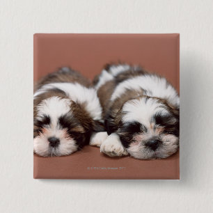 Shih Tzu 15 Cm Square Badge