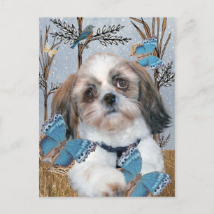 Shih Tzu and Butterflies products Postcard