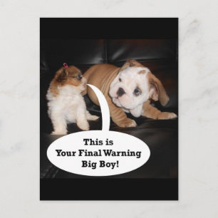 Shih Tzu and English Bulldog Puppys Postcard