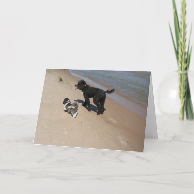 Shih-Tzu and Poodle Friends on the Beach Card (Front)