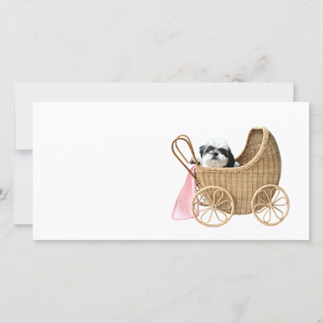 Shih Tzu baby buggy (Front)