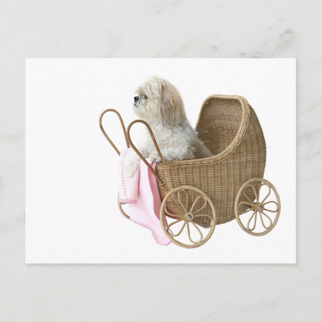 Shih Tzu baby buggy Postcard (Front)
