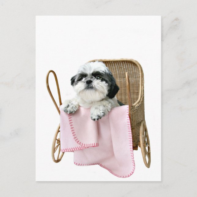 Shih Tzu baby buggy Postcard (Front)