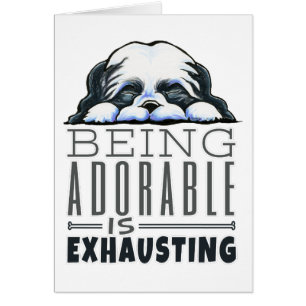 Shih Tzu Being Adorable