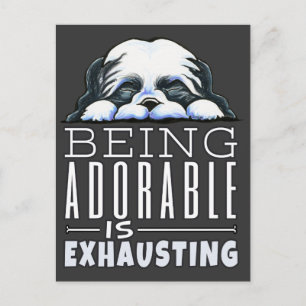 Shih Tzu Being Adorable Postcard