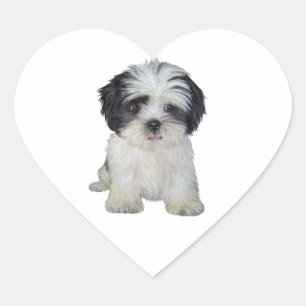 Shih Tzu (bw) - Puppy Heart Sticker