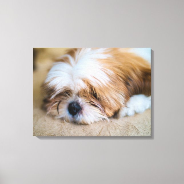 Shih Tzu Canvas Print (Front)