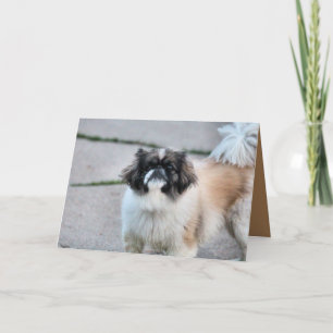 Shih Tzu Card