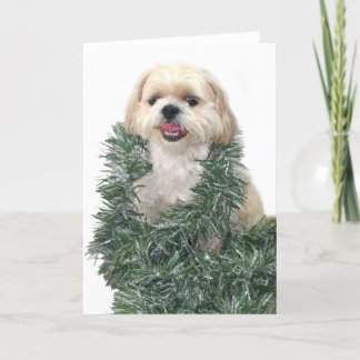Shih Tzu Christmas Holiday Card