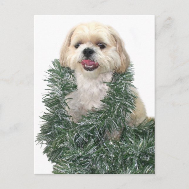 Shih Tzu Christmas Holiday Postcard (Front)