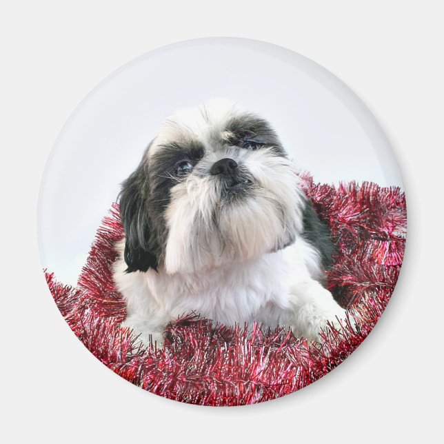 Shih Tzu Christmas Magnet (Front)